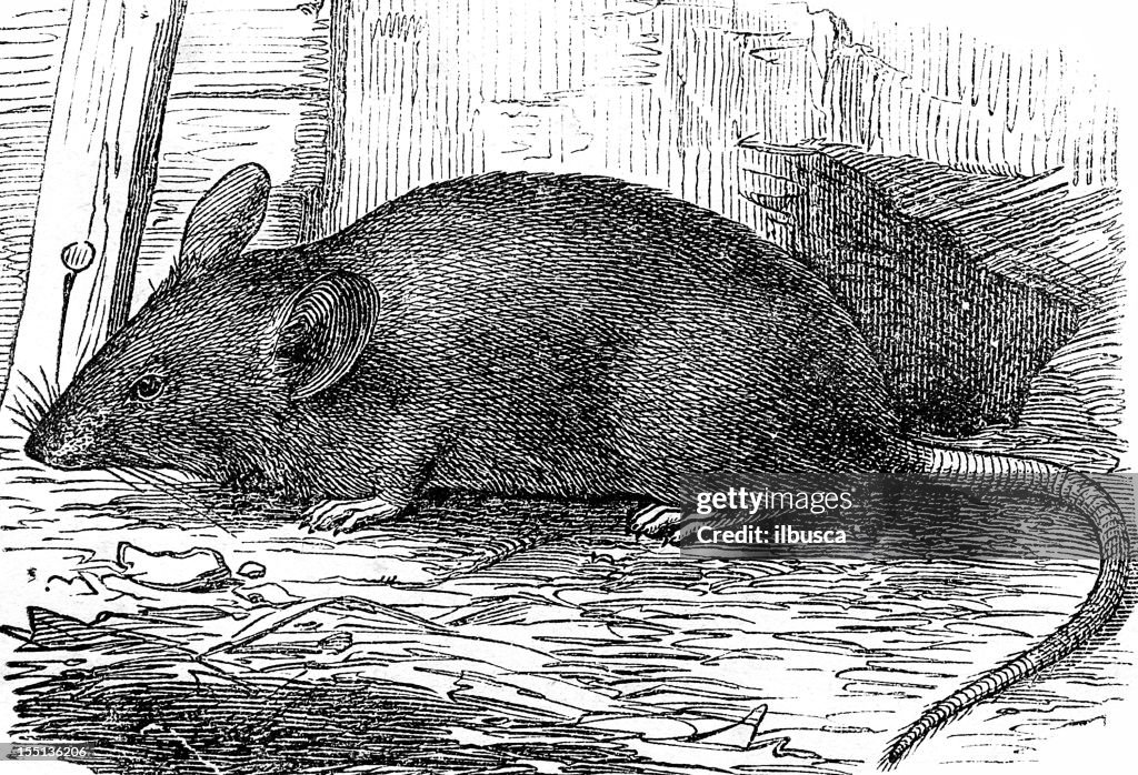 House Mouse (Mus Musculus)