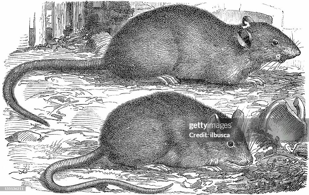Rato (Rattus Norvegicus