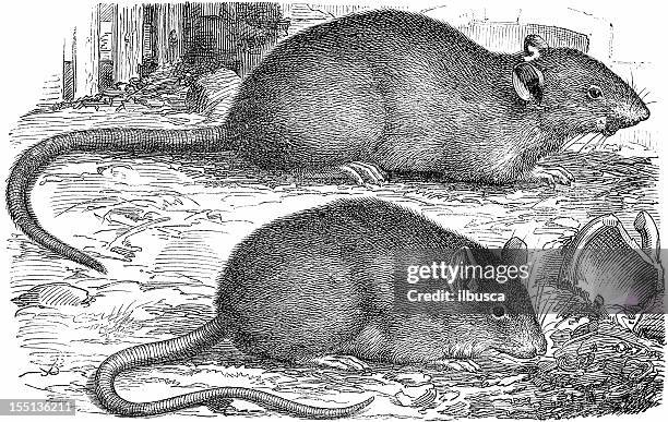 Norwegian Rats Size 34 Brown Norway Rat Stock Photos, High-Res Pictures, and Images - Getty ...