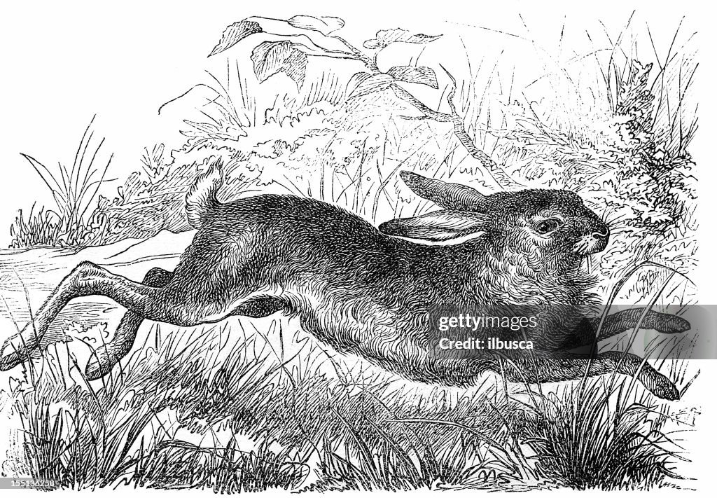 Europäische Hare (Lepus Europaeus
