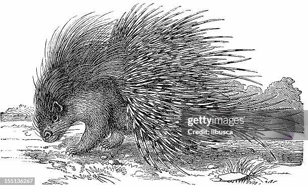 crested porcupine (hystrix cristata) - african porcupine stock illustrations