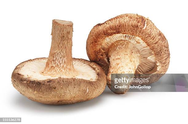 mushrooms - shiitake mushroom stock pictures, royalty-free photos & images