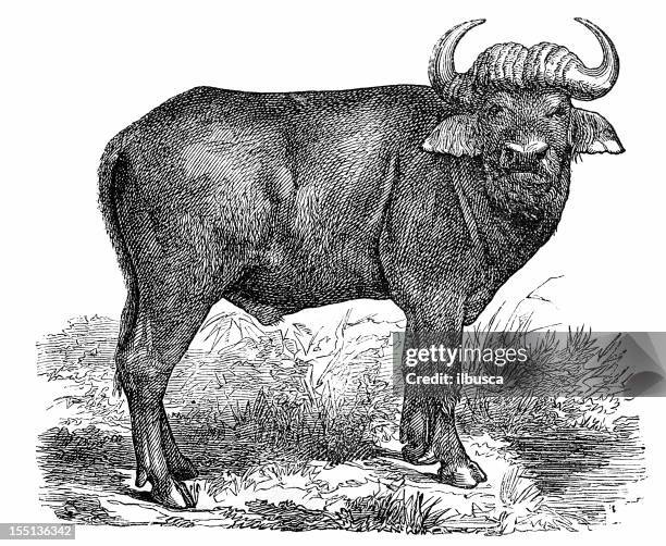 540 Buffalo Drawing Photos and Premium High Res Pictures - Getty Images 540 Buffalo Drawing Photos and Premium High Res Pictures - Getty Images