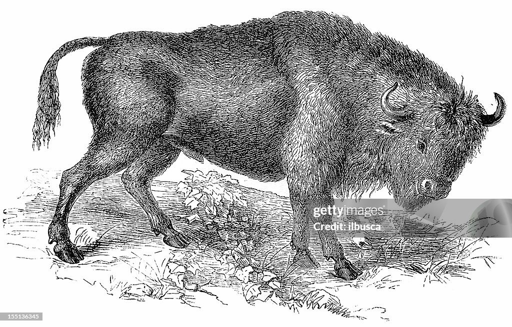 Aurochs (Bos Primigenius)