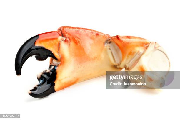 florida stone crab - florida stone crab stockfoto's en -beelden