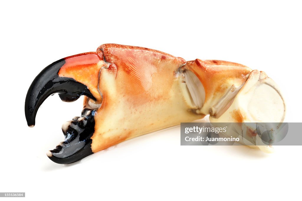 Florida Stone Crab