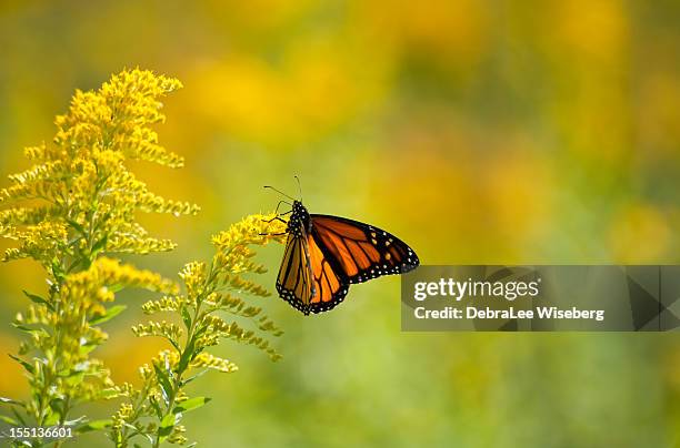 monarca alimentándose en solidago - mariposa monarca fotografías e imágenes de stock