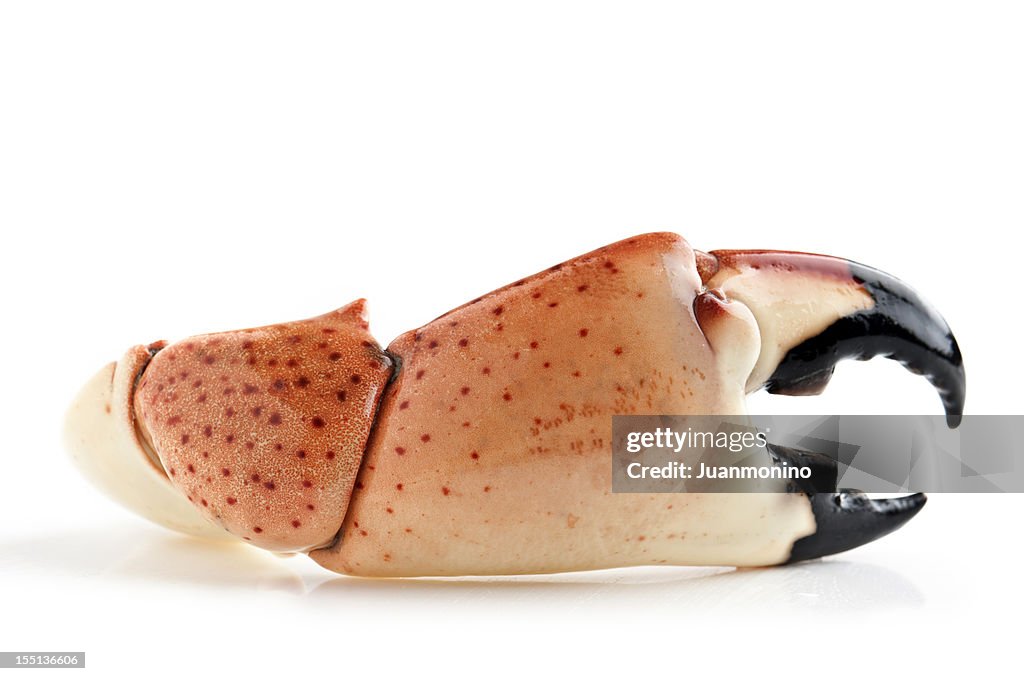 Florida Stone Crab