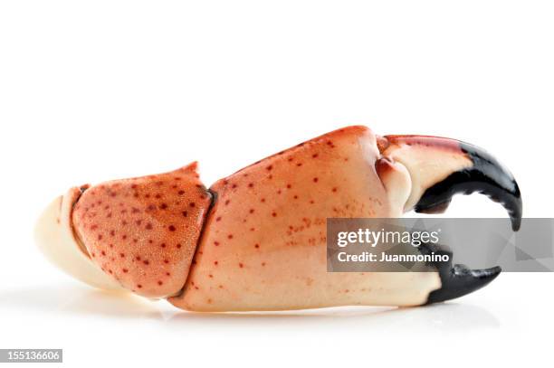 florida stone crab - klauw-lichaamsdeel-van-dieren stockfoto's en -beelden