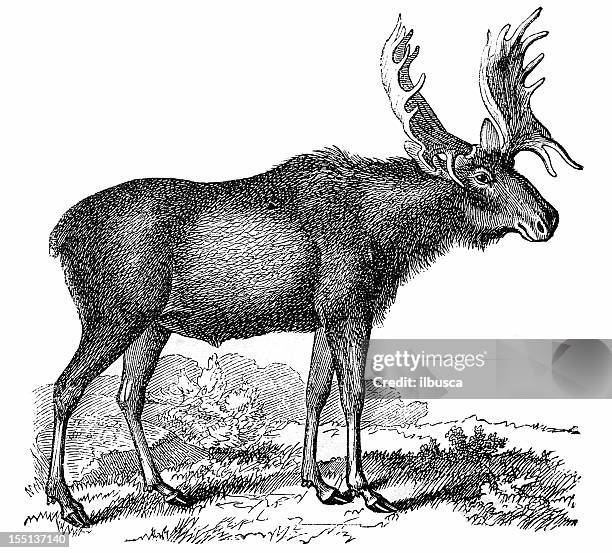 stockillustraties, clipart, cartoons en iconen met moose or eurasian elk (alces alces) - elk