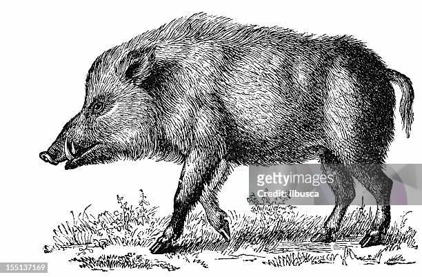 illustrazioni stock, clip art, cartoni animati e icone di tendenza di wild boar (sus scrofa - fauna selvatica