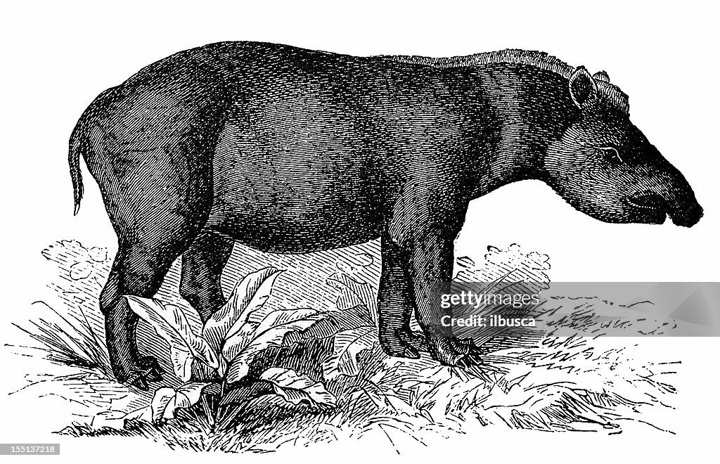 Tapir de Baird "(Tapirus Bairdii