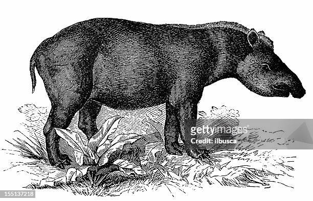 bildbanksillustrationer, clip art samt tecknat material och ikoner med baird’s tapir (tapirus bairdii) - tapir