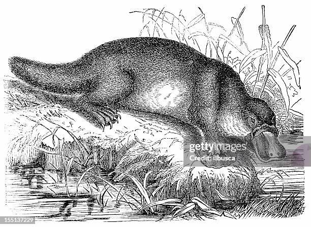 platypus (ornithorhynchus anatinus) - platypus stock illustrations