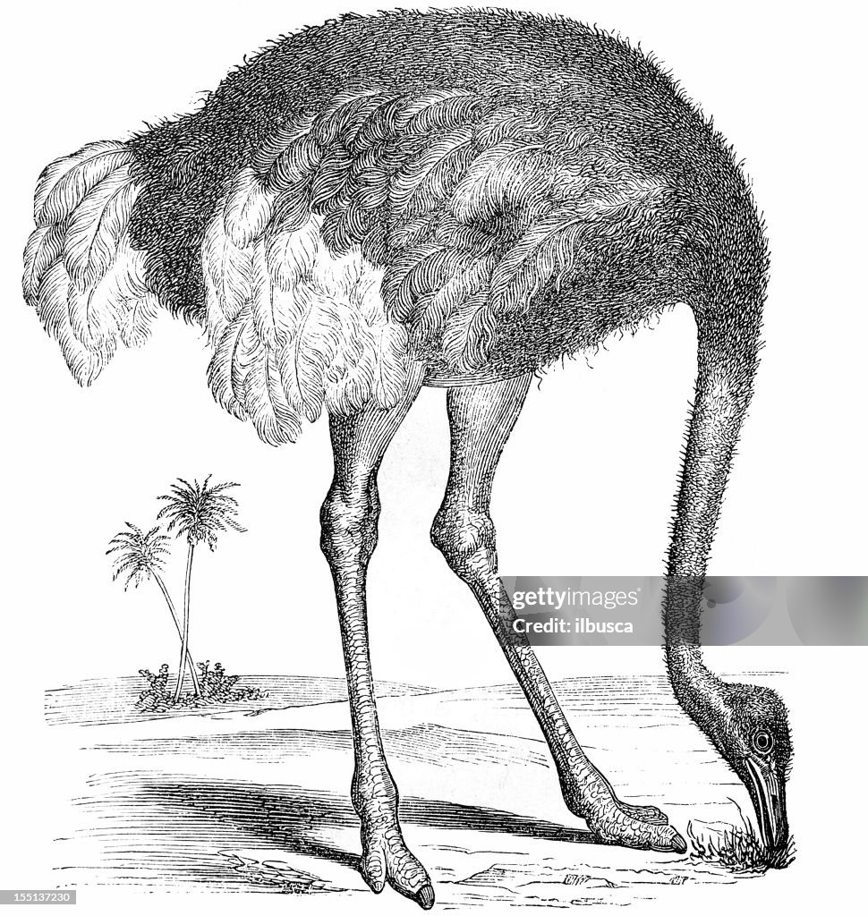 North African Ostrich (Struthio Camelus)