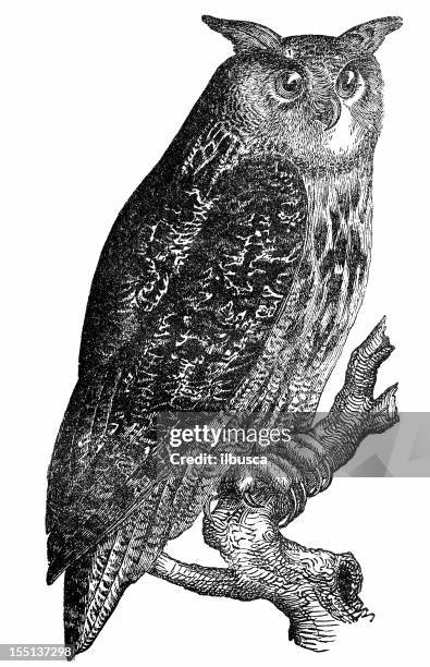 eurasian eagle-owl (bubo bubo) - owl stock illustrations