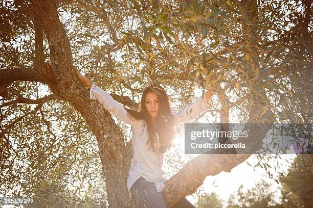 sitting on an olive tree - olive orchard stock pictures, royalty-free photos & images