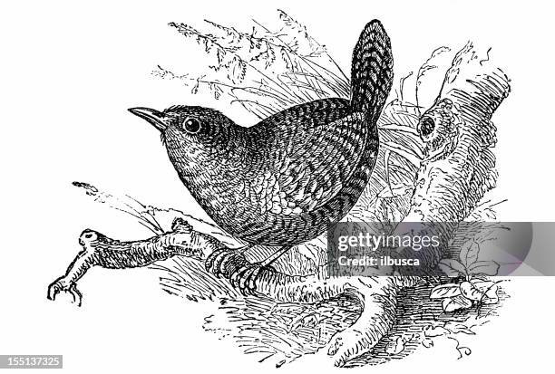 house wren (troglodytes aedon) - wren stock illustrations