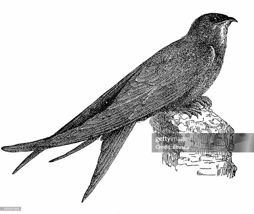 Common Swift (Apus Apus)