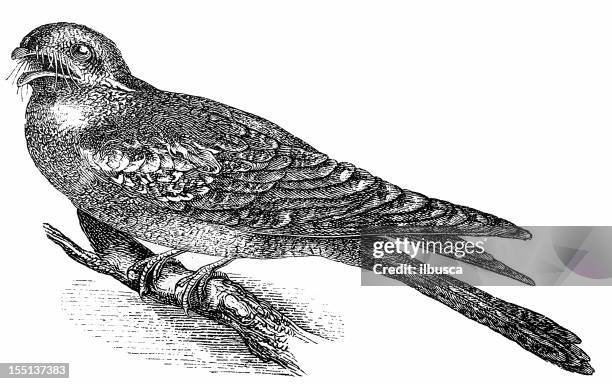 european nightjar (caprimulgus europaeus) - caprimulgus europaeus stock illustrations