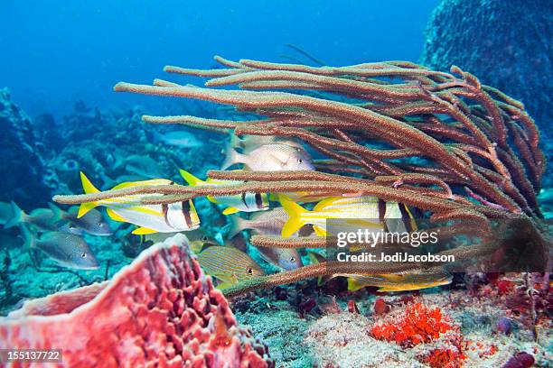 school of porkfish, anisotremus virginicus - cozumel mexico stock pictures, royalty-free photos & images