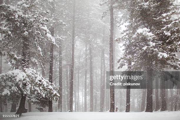 himalayas pine forest in snowfall - birch tree forest stock pictures, royalty-free photos & images
