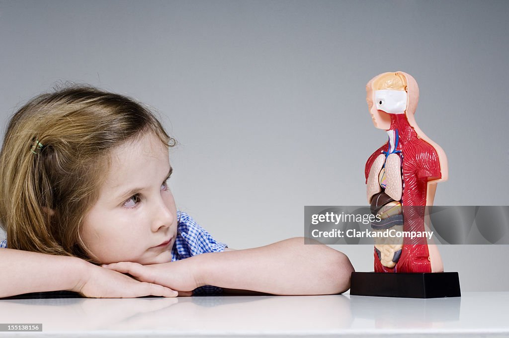 Pupil Looking At Human Anatomy Model