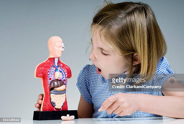 pupil looking at human anatomy model - människotarm bildbanksfoton och bilder