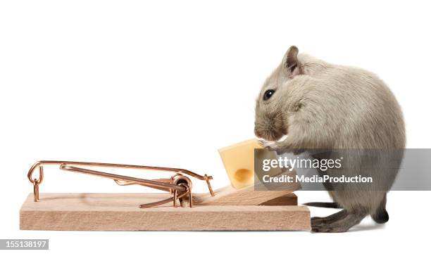 mouse eating cheese of the trap - captive animals stock pictures, royalty-free photos & images