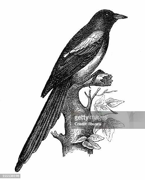 european magpie (pica pica) - bird watching stock illustrations