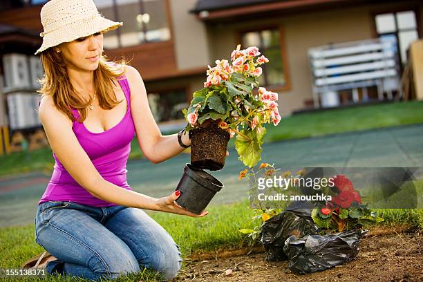 beautiful woman planting flowers in the garden - begonia stock pictures, royalty-free photos & images