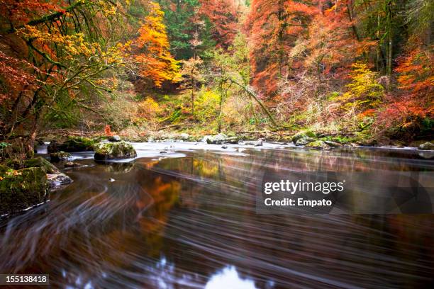 herbst am fluss braan, dunkeld. - perthshire stock-fotos und bilder