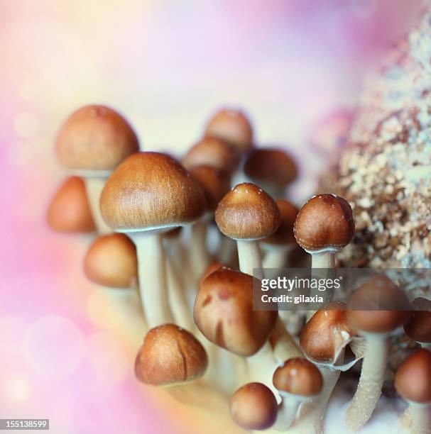 psilocybe cubensis aka magic mushroom - green potion stock pictures, royalty-free photos & images