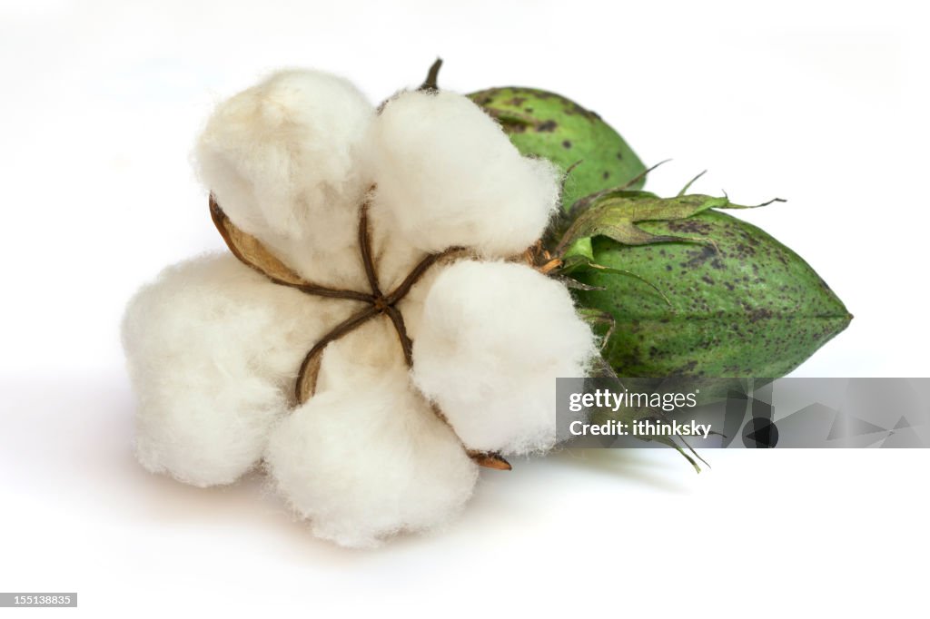 Cotton