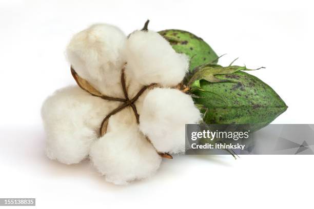 cotton - boll stock pictures, royalty-free photos & images