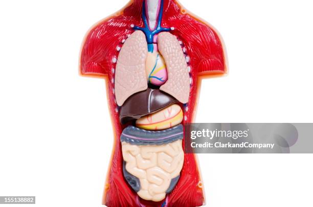 cut away human anatomy model - anatomical model stock pictures, royalty-free photos & images