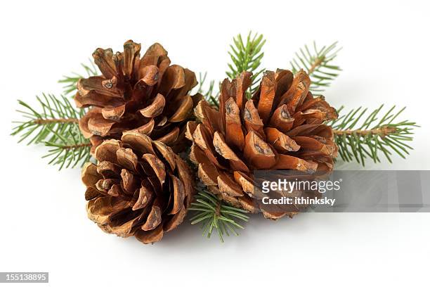 pinecone on branch - twig stock pictures, royalty-free photos & images