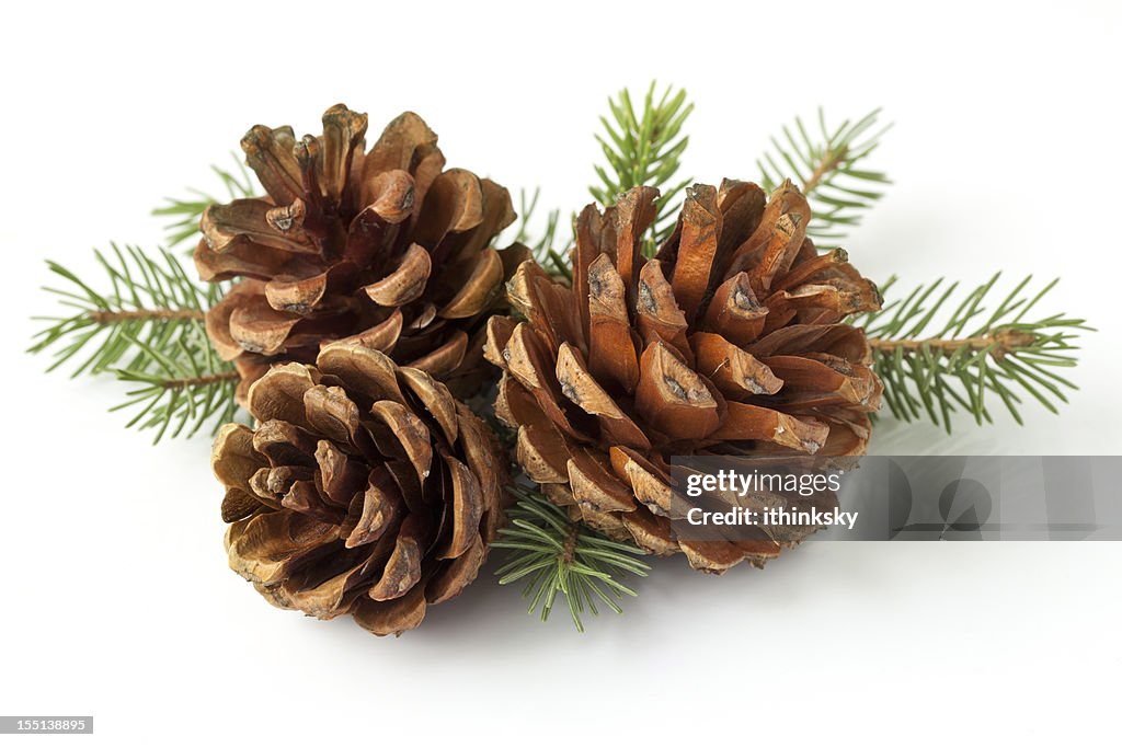 Pinecone on branch