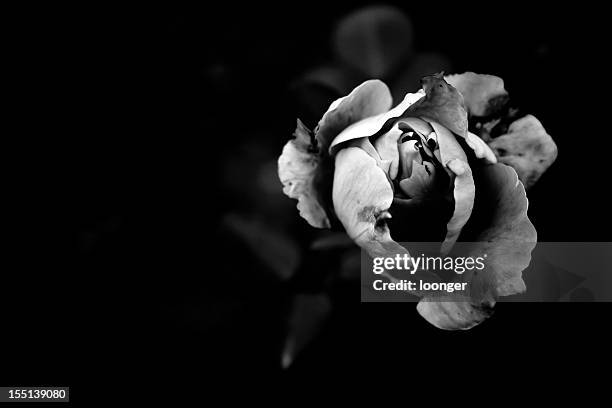 monochrome chinese rose - black rose stockfoto's en -beelden