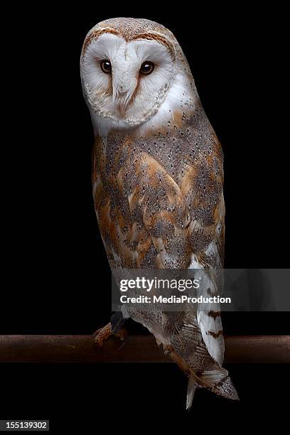 lechuza blanca - barn owl fotografías e imágenes de stock