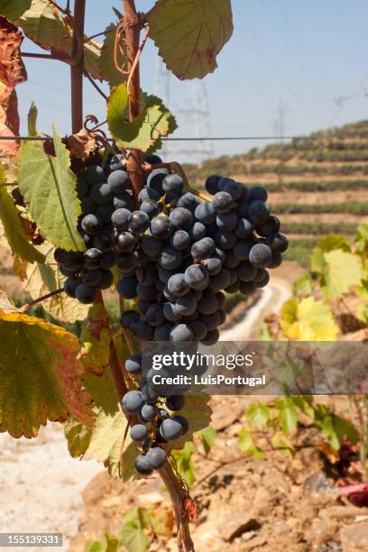 grapes in douro valley - porto portugal wine stock pictures, royalty-free photos & images