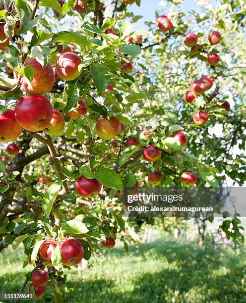 äpfel auf einem ast - apfelbaum stock-fotos und bilder