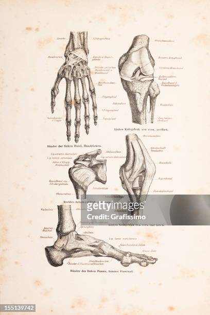 engraving of human hand and foot from 1878 - human foot anatomy stock illustrations