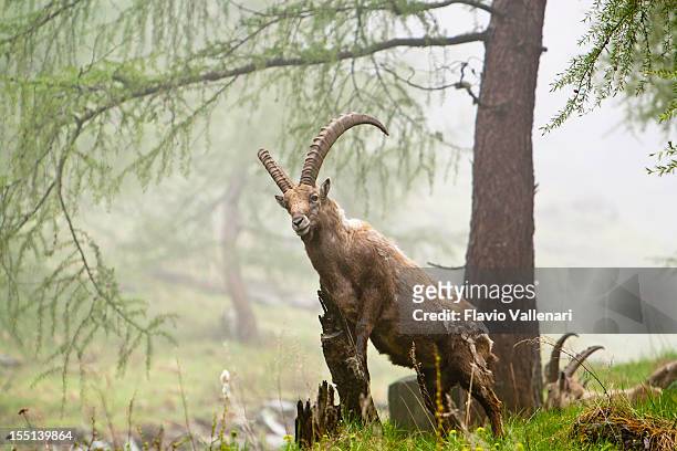 alpine ibex - parco nazionale del gran paradiso stock-fotos und bilder
