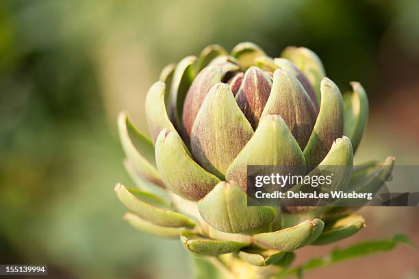 artichoke - jerusalem artichoke stock pictures, royalty-free photos & images