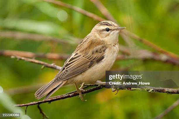 sedge warbler (acrocephalus schoenobaenus) - sedge warbler stock pictures, royalty-free photos & images