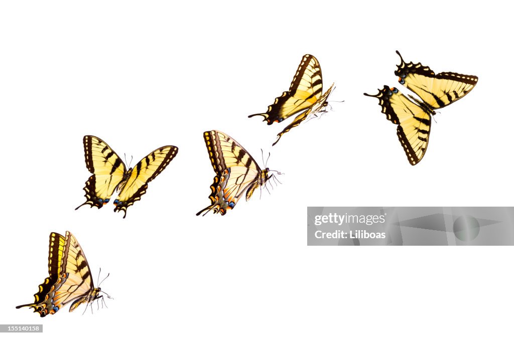 Tiger Swallowtail Butterfly