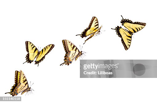 11,206 Butterflies Flying Away Stock Photos, High-Res Pictures