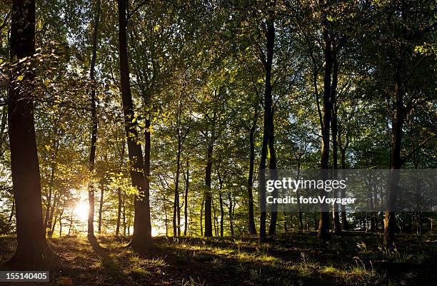 new day dawns golden sunrise light idyllic summer forest - tree trunk wide angle stock pictures, royalty-free photos & images