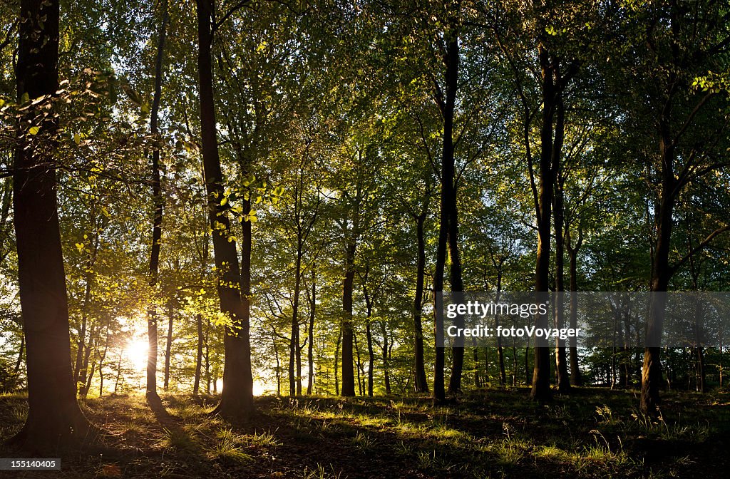 Novo dia, isso aconteça golden nascer do sol luz Idílico Floresta de Verão